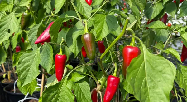 Röda och gröna chilipeppar, som chili espelette, hänger mogna på en buske i ett växthus.