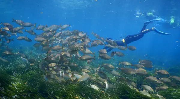 Banquete de peces en Cabo de Gata. Un buceador observa la vida marina en un prado de posidonia.