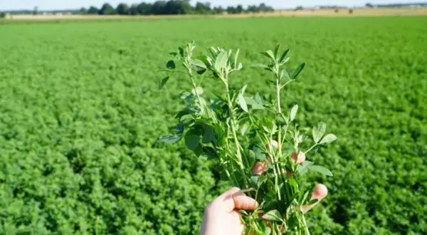 Dłoń trzymająca pęczek zielonej lucerny na tle pola lucerny.