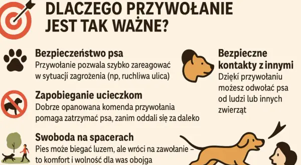 Jak nauczyć psa przywołania? Grafika pokazuje, dlaczego to ważne: bezpieczeństwo, zapobieganie ucieczkom, swoboda na spacerach i bezpieczne kontakty z innymi.