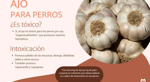 Ajo para perros: ¿es tóxico? El ajo es tóxico para los perros, causando anemia. ¡Cuidado con la intoxicación!