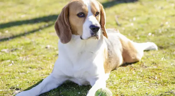 Jak wytresować beagle: sprawdzone metody, które przynoszą efekty