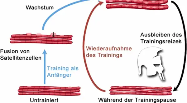 Schema zeigt Muskelaufbau (Hypertrophie) und -abbau (Atrophie). Muskeln wachsen durch Training, schrumpfen bei Trainingspause. So schnell baut man Muskeln ab.
