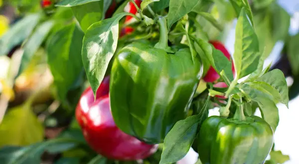 Grüne und rote Paprika reifen an der Pflanze. Verschiedene paprika wachstumsphasen sind sichtbar, von jung bis fast reif.