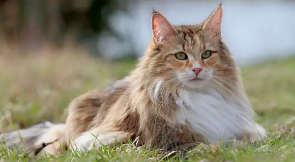 Puszysty kot o zielonych oczach leży na trawie. To pokazuje, co lubią koty: spokój i naturę.