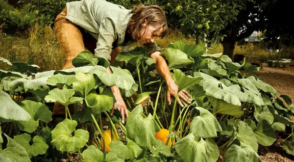 Frau erntet reife Hokkaido-Kürbisse zwischen üppigen, grünen Blättern im Garten.