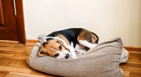 Ein Beagle liegt traurig in seinem Körbchen. Er fühlt sich nicht gut, vielleicht muss der Hund erbricht.