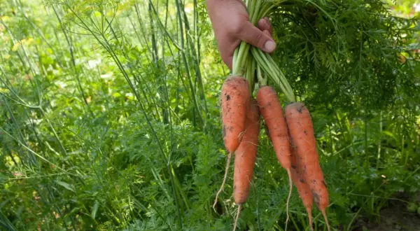 Ręka trzyma pęczek świeżo wykopanych, pomarańczowych marchewek. W tle bujna zieleń, sugerująca udane sianie marchwi.