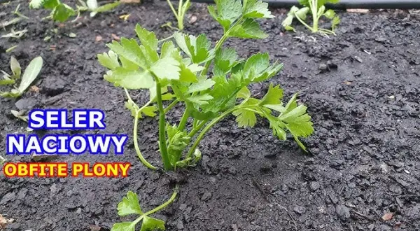 Uprawa selera: Poradnik krok po kroku do obfitych plonów
