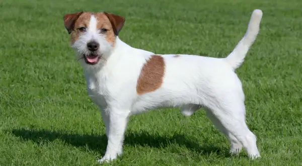 Wesoły jack russell terrier z brązową łatką na boku stoi na zielonej trawie, gotowy do zabawy.