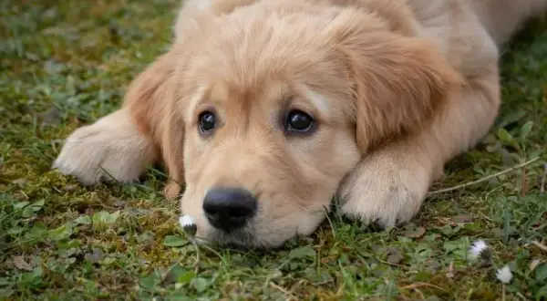 Ile karmy dla szczeniaka golden retriever? Sprawdź, jak nie przesadzić