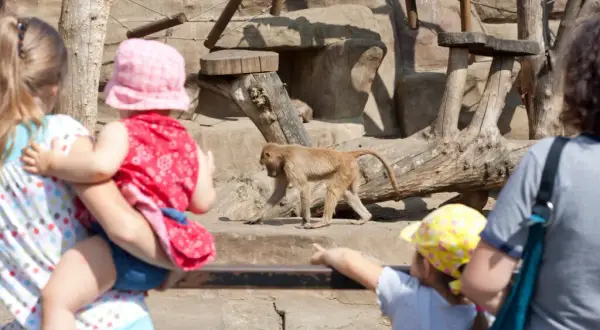 Gdzie do zoo z dzieckiem? Odkryj najlepsze miejsca w Polsce
