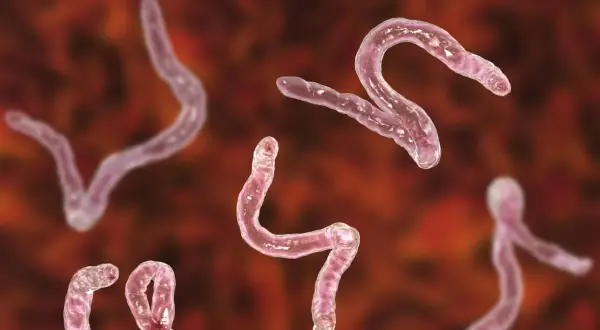 Różowe, wijące się pasożyty, przypominające kształtem literę S, to giardia.