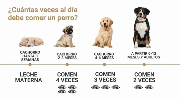 La imagen muestra cuántas veces al día come un perro según su edad: cachorros hasta 8 semanas comen leche materna, de 2-3 meses 4 veces, de 4-6 meses 3 veces, y a partir de 6-12 meses y adultos 2 veces.