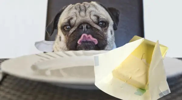 Mops z wyciągniętym językiem patrzy na kostkę masła. Czy pies może jeść masło? To pytanie nurtuje wielu właścicieli czworonogów.