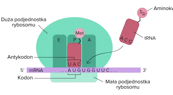 Proces translacji: rybosom odczytuje mRNA, tRNA z tryptofanem (Trp) dopasowuje się do kodonu.