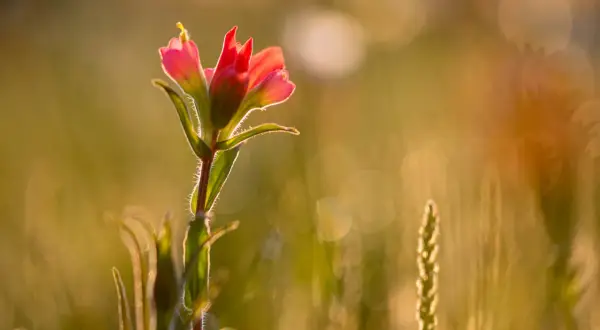 A delicate pink wildflower glows in the golden light of spring photography, its fuzzy stem catching the sun.