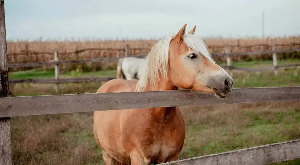 Brązowy koń rasy haflinger opiera się o drewniane ogrodzenie.