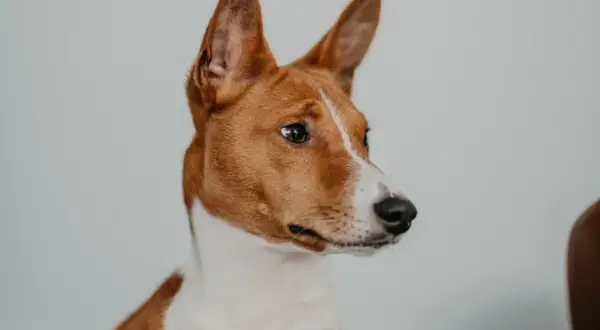 Portret psa rasy basenji, z charakterystycznymi, stojącymi uszami i bystrym spojrzeniem. Jego sierść jest ruda z białymi znaczeniami.