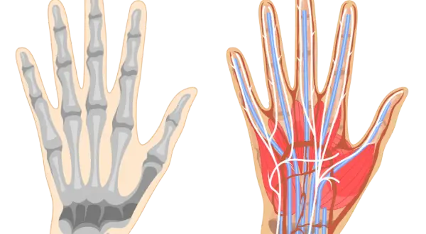 Vergleich von Skelett und Gefäßsystem der Hand. Die Hand anatomie zeigt Knochen, Muskeln, Nerven und Blutgefäße.