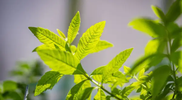 Helle, grüne Blätter der Zitronenverbene im Sonnenlicht. Ihre Wirkung auf die Haut ist beruhigend und erfrischend.