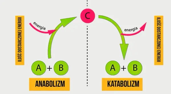 Co to jest metabolizm w biologii i jak wpływa na organizmy?