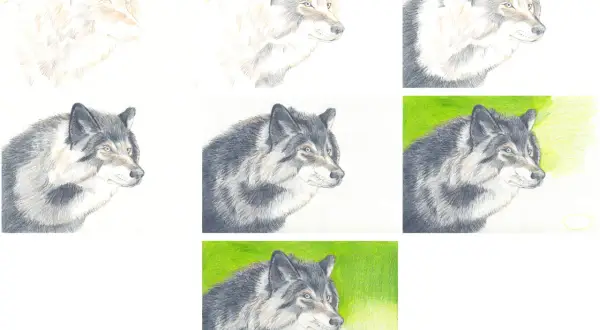 Wolf zeichnen lernen: Schritt-für-Schritt-Anleitung & Tipps