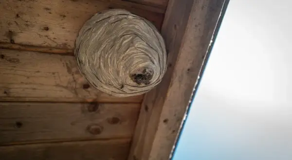 Osy budują gniazdo pod okapem. Dowiedz się, jak zlikwidować gniazdo os, zanim zrobi się ich więcej.