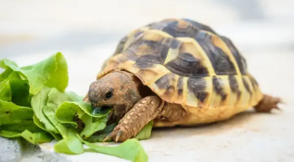 Co je żółw domowy i jak zadbać o jego zdrowie i dietę?