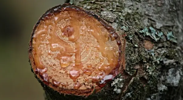 Resina fresca goteando de un corte en un tronco de árbol. Si buscas como quitar resina de la madera, este es un ejemplo de su estado natural.