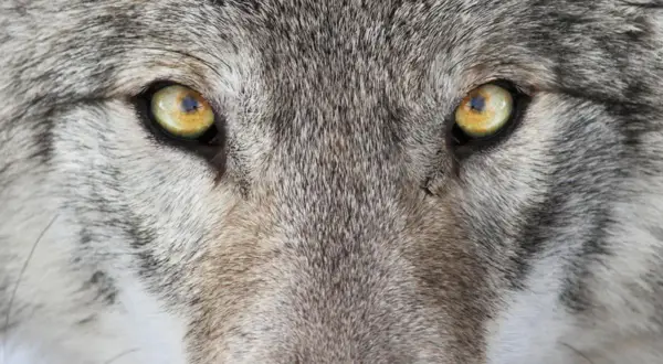 Ojos penetrantes de un lobo, un animal espiritual que irradia sabiduría ancestral y fuerza salvaje.