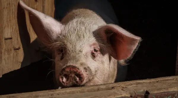 Un cochon rose, peut-être un verrat, regarde hors d'une étable en bois. La différence entre porc, cochon et verrat est subtile.