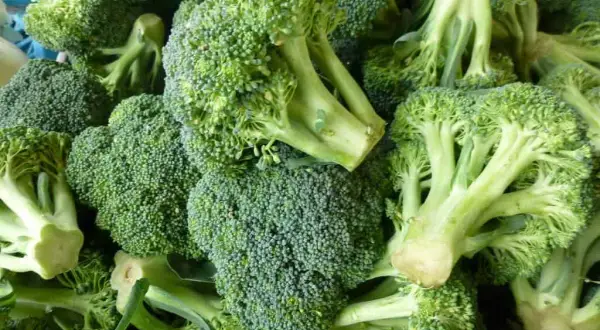 Cuándo plantar brócoli para evitar errores comunes en el cultivo