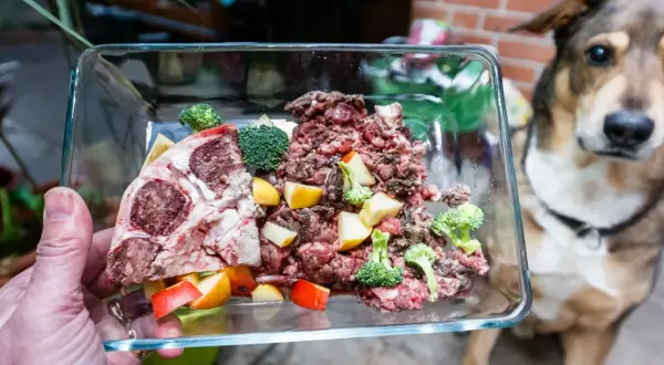 Schüssel mit rohem Fleisch, Brokkoli und Apfelstücken für ein Hundefutter-Rezept. Ein Hund wartet gespannt.