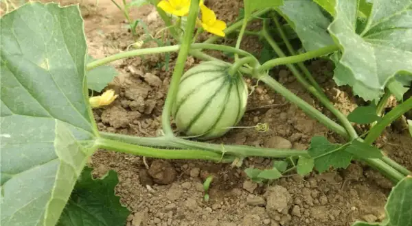 Un piccolo melone giallo, ancora acerbo, cresce tra le foglie verdi e i fiori gialli. È il suo periodo di sviluppo.