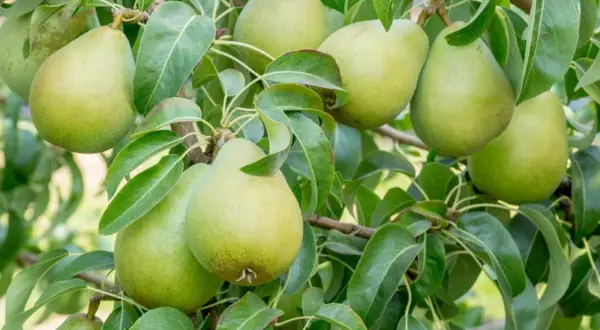 Gruszki dojrzewające na drzewie Pyrus, zielone i soczyste, otoczone liśćmi.