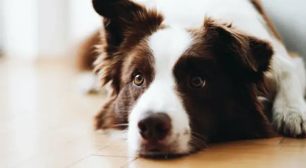 Border collie szczeniak: Dieta idealna? Wybierz karmę świadomie!