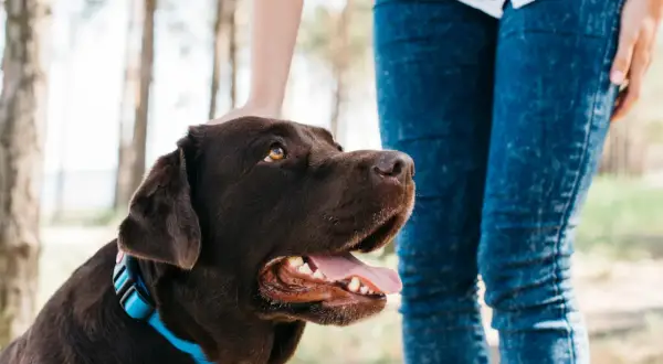 Un perro labrador marrón con collar azul recibe una caricia en la cabeza. ¡Un ejemplo de adiestramiento de perros gratis y exitoso!