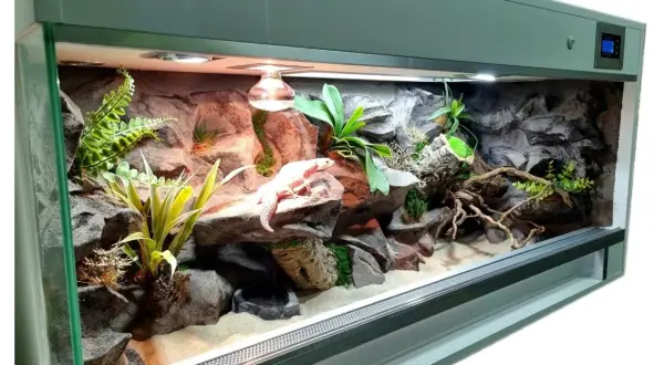 Idealne terrarium dla gekona lamparciego: skalne kryjówki, rośliny i ciepło. Gekon wygrzewa się na skale.