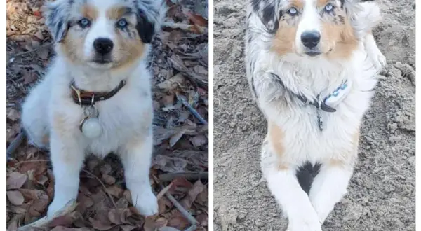 Zwei Australian Shepherds mit faszinierenden, colored eyes. Ein Welpe sitzt im Laub, der andere liegt entspannt im Sand.