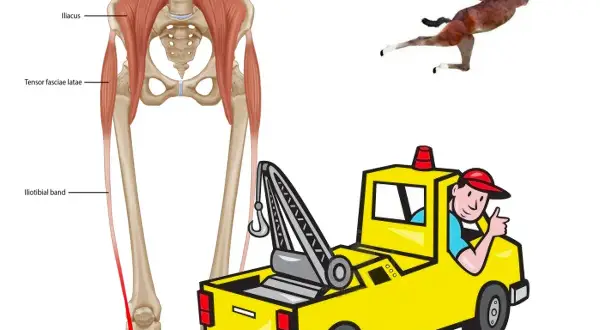 Anatomia della bandelletta ileotibiale e muscoli correlati. Un cavallino in posa e un carro attrezzi sorridente suggeriscono esercizi per la bandelletta ileotibiale.