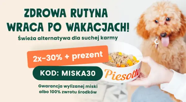 Czym karmić szczeniaka? Domowe jedzenie pełny poradnik