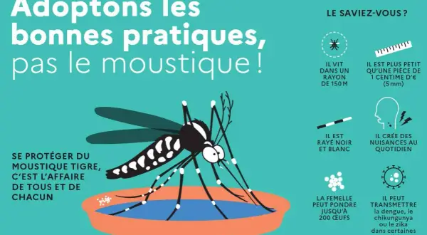 Illustration d'un moustique tigre. Pour tuer larves de moustiques javel, il faut adopter les bonnes pratiques.