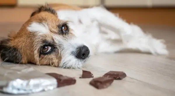 Co jeśli pies zje czekoladę? Pilne kroki, aby uratować pupila