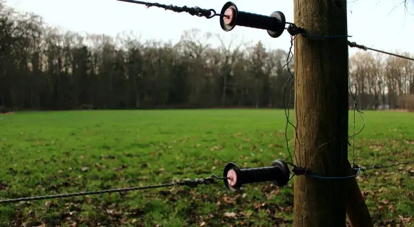 Elektryczny pastuch na drewnianym słupku, z dwoma izolatorami i linkami. Czy pastuch jest legalny? Pytanie o bezpieczeństwo i zgodność z prawem.