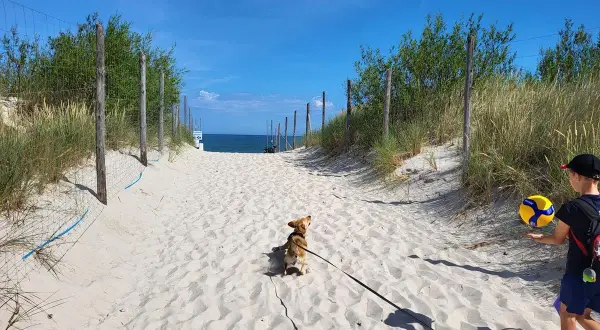 Plaża zachodnia Łeba. Piesek na smyczy i chłopiec z piłką do siatkówki idą piaszczystą ścieżką w stronę morza.