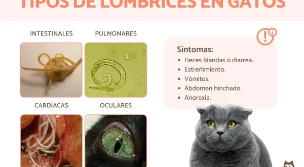 Infografía sobre tipos de lombrices en gatos: intestinales, pulmonares, cardíacas y oculares. Si mi gato tiene lombrices blancas, podría ser uno de estos tipos.