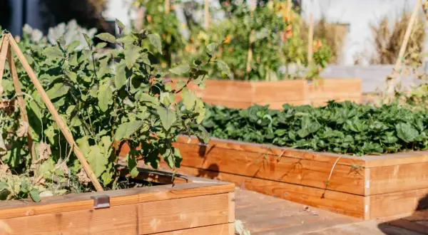 Beautiful diy planter boxes filled with lush plants, including what looks like eggplant and strawberries, create a vibrant garden scene.