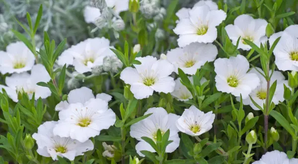 Zarte weiße Blüten des Sandkrauts blühen üppig. Der Standort ist sonnig und trocken, ideal für diese pflegeleichte Pflanze.