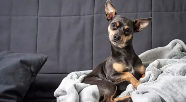 Un adorable perro pincher, con sus orejas puntiagudas, descansa acurrucado en una manta gris sobre un sofá oscuro.